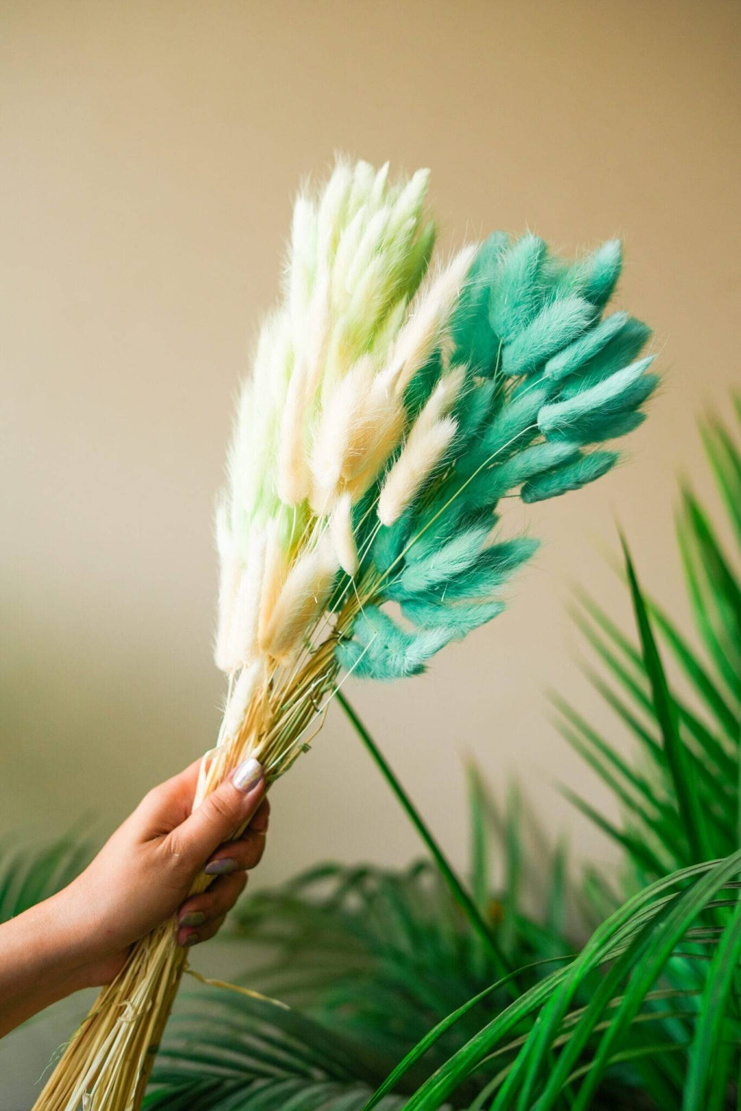 Mint Green Bunny tails-set of 50 stems Dried Flowers.