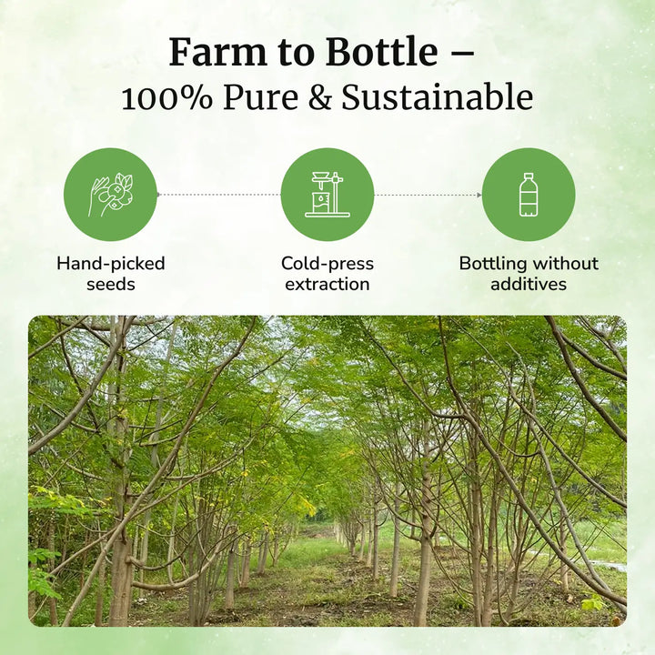 Moringa seeds cold pressed oil