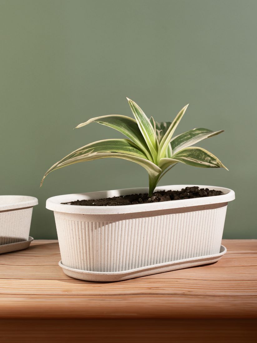 Irida Naturals Rose Planter Big 16" Set of 2