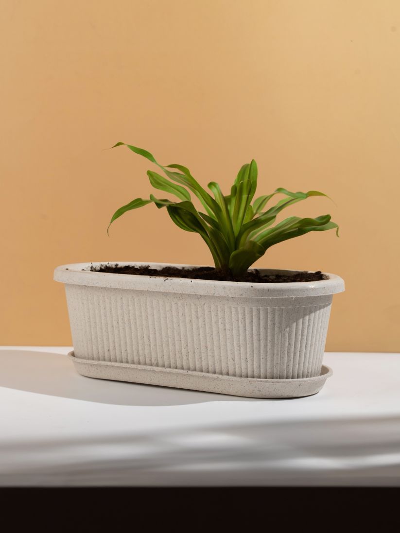 Irida Naturals Rose Planter Big 16" Set of 2