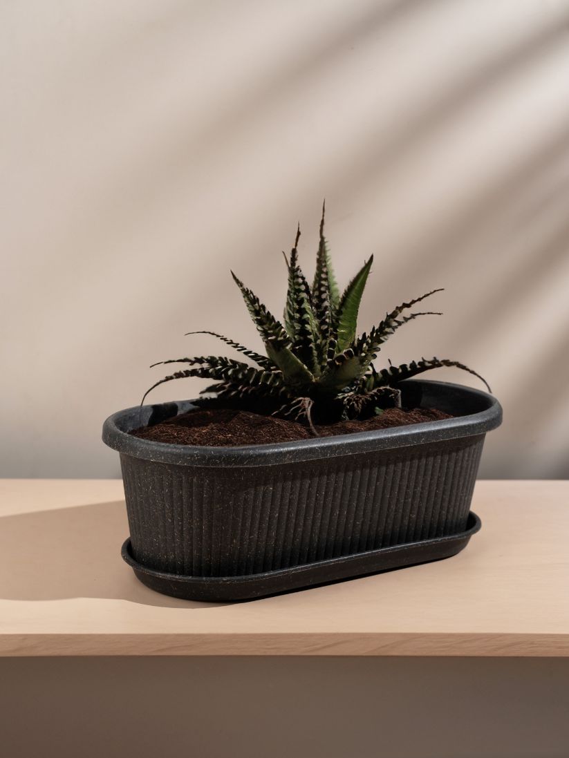 Irida Naturals Rose Planter MID 12" Set of 2