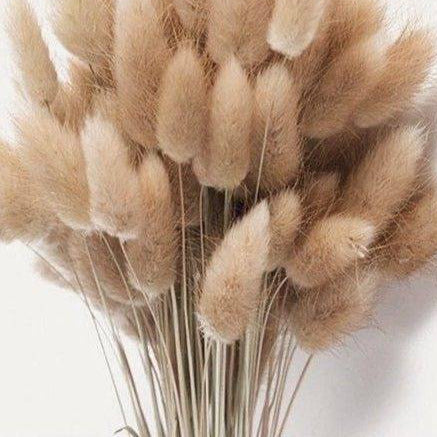 Imported bunny tails-set of 30 stems - https://artecasa.in/