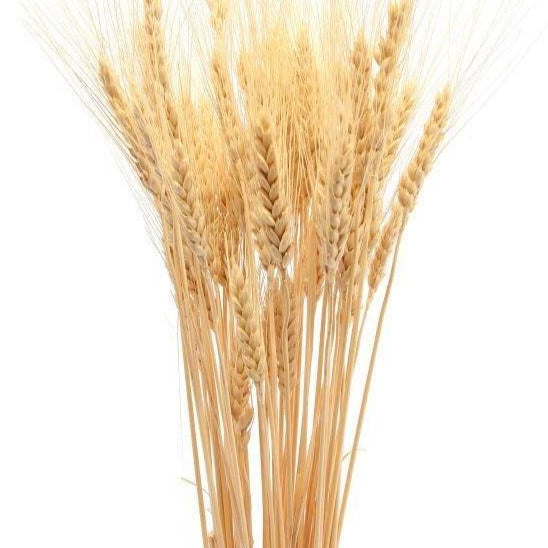 Wheat grass-set of 30 stems - https://artecasa.in/