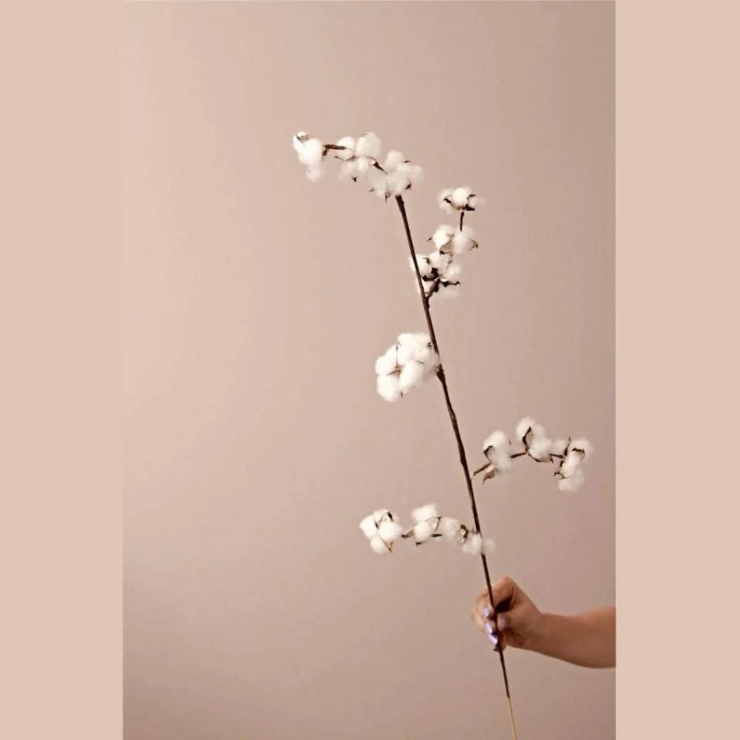 Natural Dried Cotton Stems – Set of 5 | 40 cm