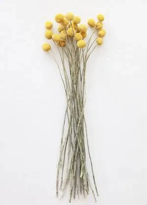 Billy ball yellow-set of 10 - https://artecasa.in/