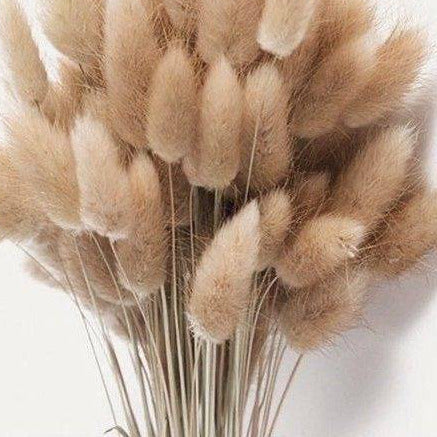 Imported Bunny Tails Dried Flowers (Set of 30) | Brown Vase Filler Decor