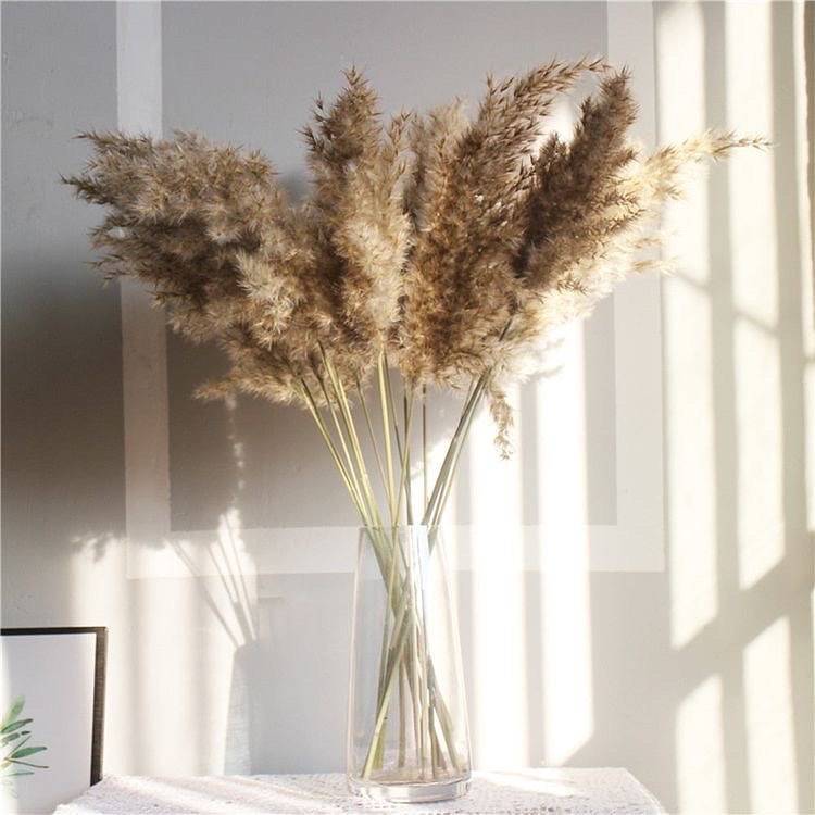 Brown Pampas Grass XL – Set of 10 Stems | Large Dried Flowers Pampas for Vase Decor.