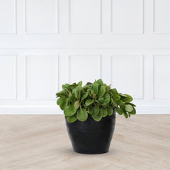 De'Dzines Set of 4 classic planters