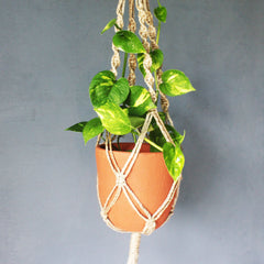 CLASSIC Terracotta Planter with Jute Macrame Hanger Design 2