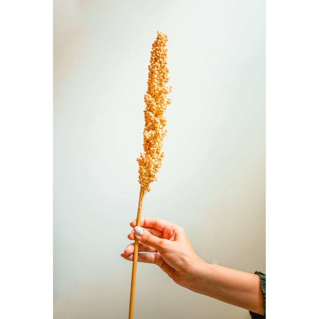 corn-stick-dried-flower-bunch-main