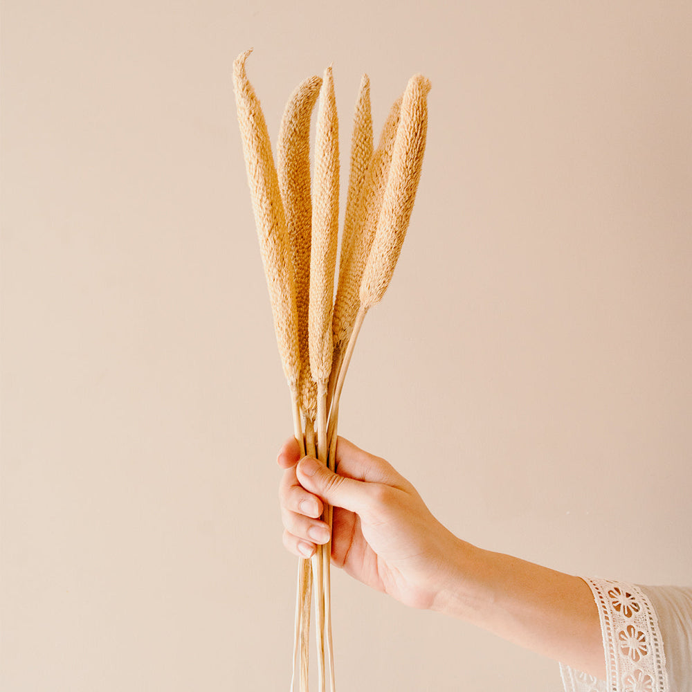 Dried Bazar Sticks Natural | Rustic Decorative Stems for Minimal & Boho Home Decor – ArteCasa