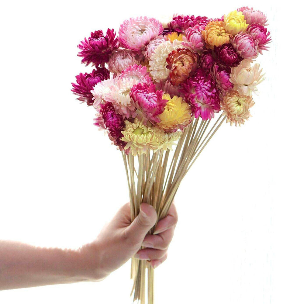 Straw Flower Dried Flowers – Set of 20 Stems | Natural Vase Filler