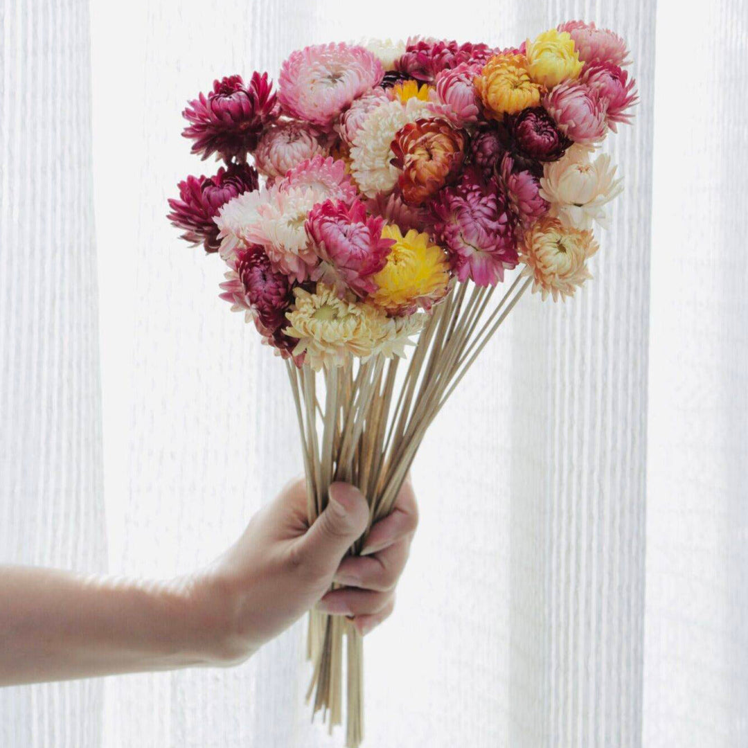 Straw Flower Dried Flowers – Set of 20 Stems | Natural Vase Filler