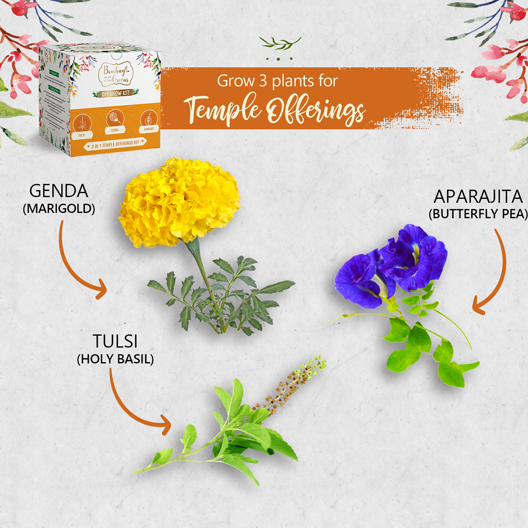Bombay Greens Temple Offerings Kit - Tulsi, Genda, Aparajita
