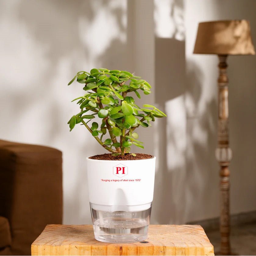 Festive Gift Box I Self Watering Plant I Tea I Dry Fruit I Bambooless Incense I Set of 5 - Suspire