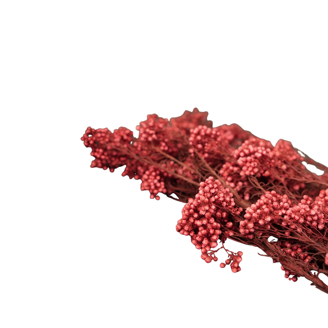 Rice Flower- Red
