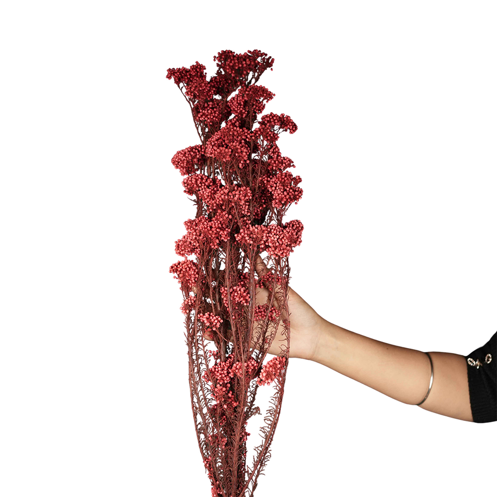 Dried Rice Flowers for Decor | Natural Floral Bunch