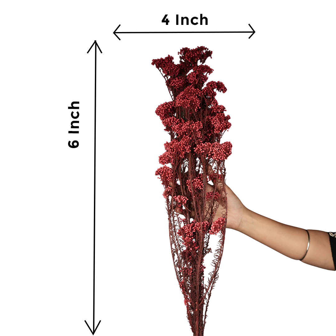 Rice Flower- Red