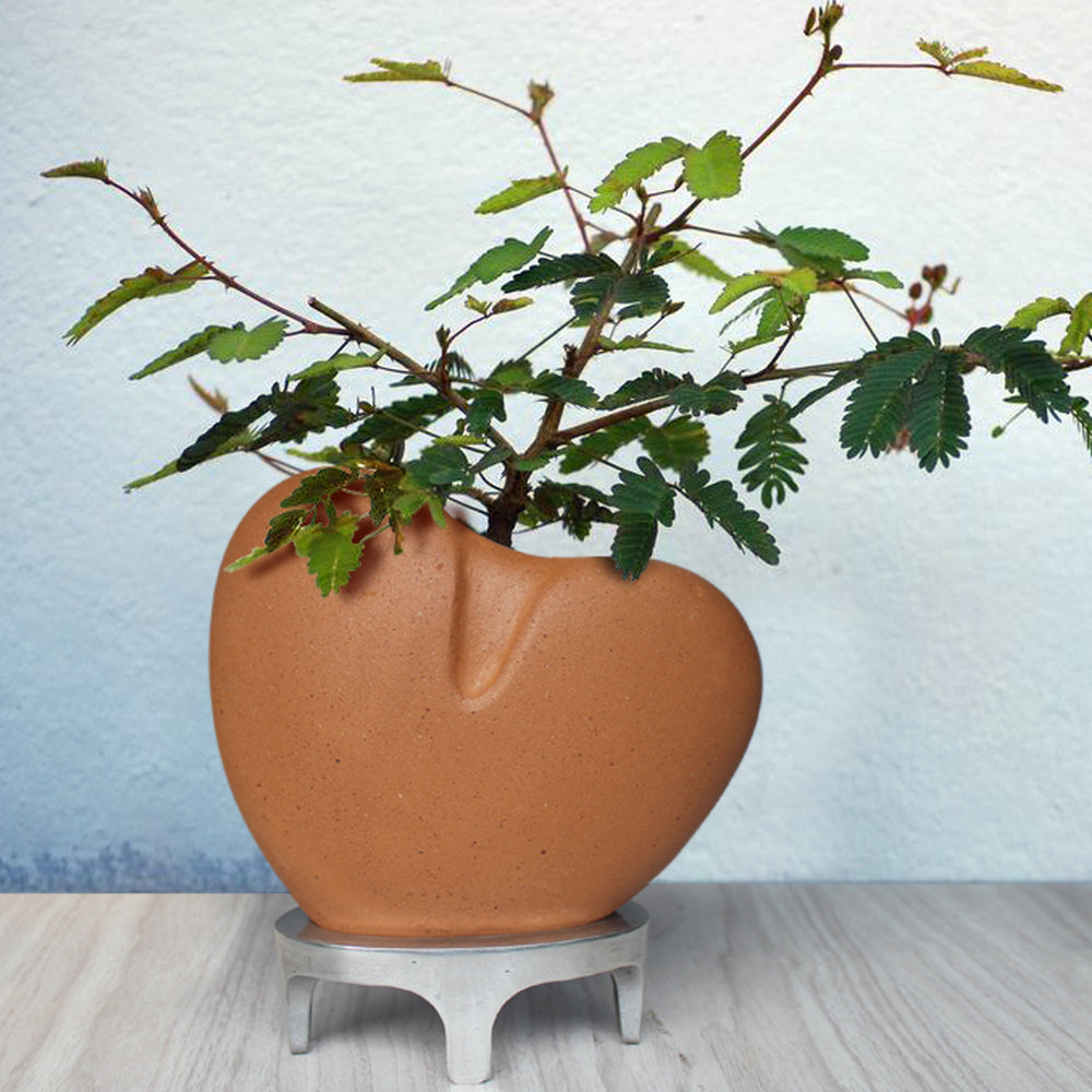 I Care Planter (Heart Shape Planter + Plant + Aluminium Stand )