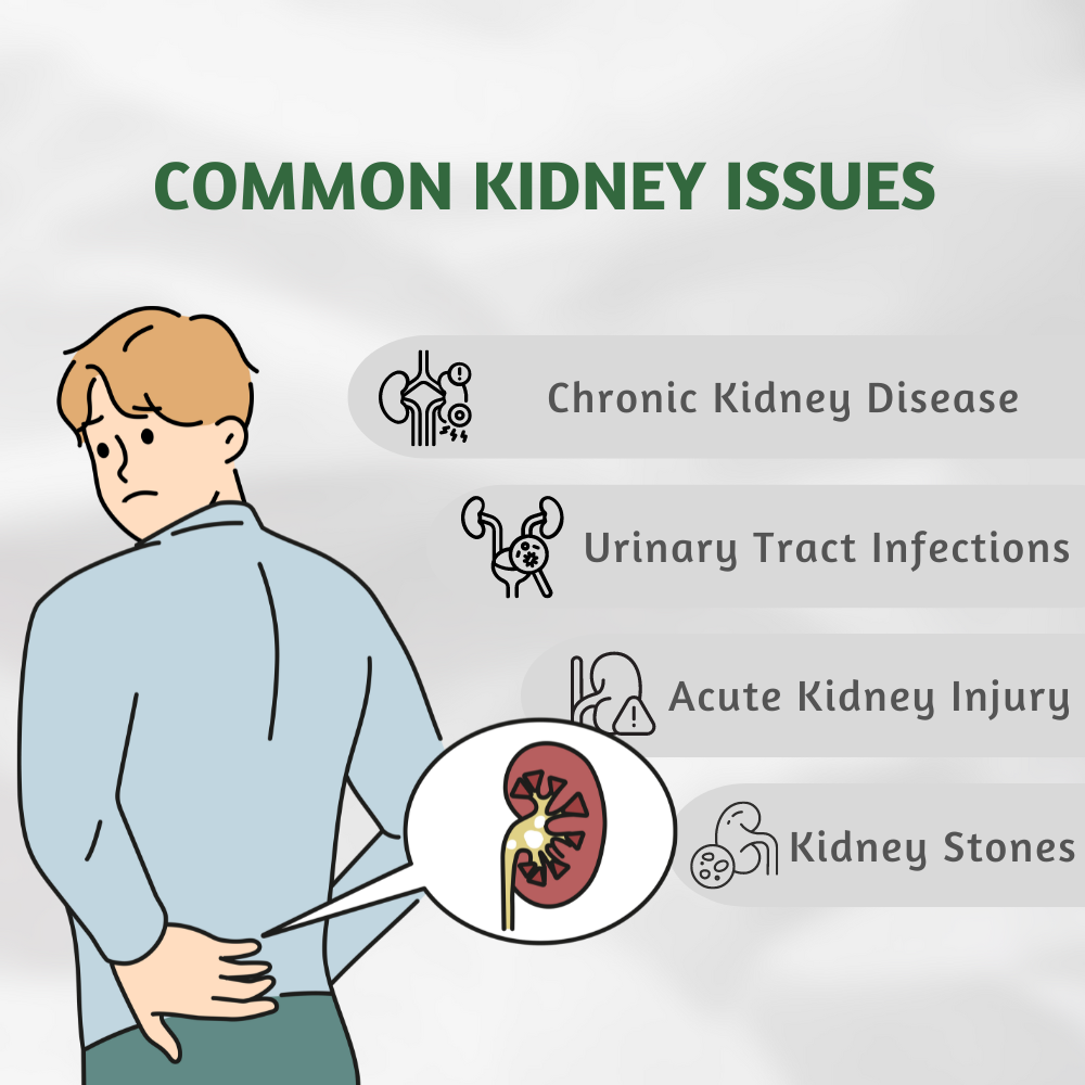 Kidney Wellness Support | Turmeric & Punarnava | 500mg | 60 Capsules