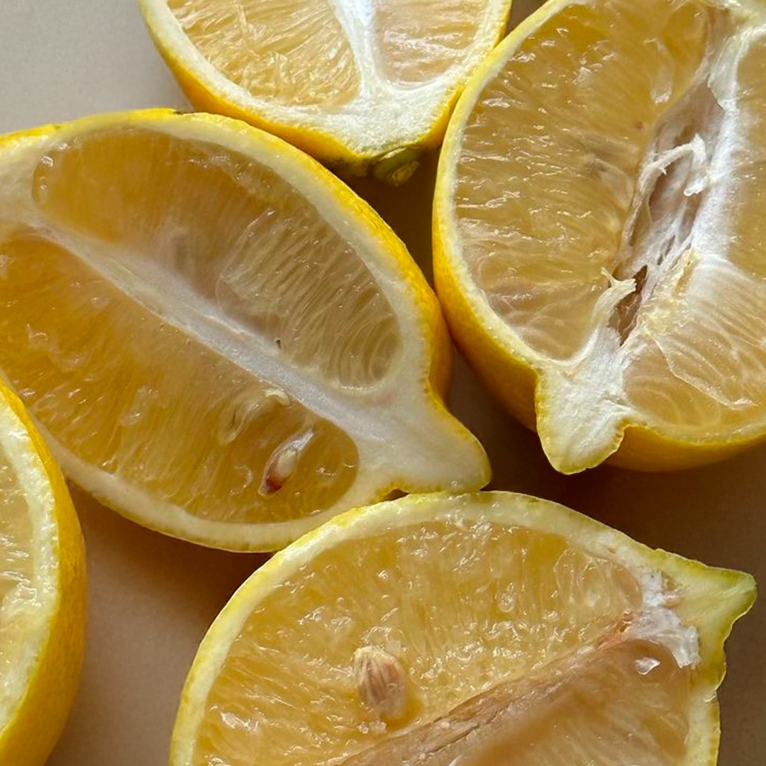 Orange Moon Lemon Canopy- Lemonade