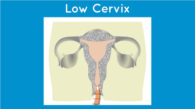 Low cervix menstrual cup by mermaid®(w/o box)