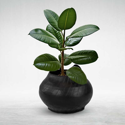 Matka planter