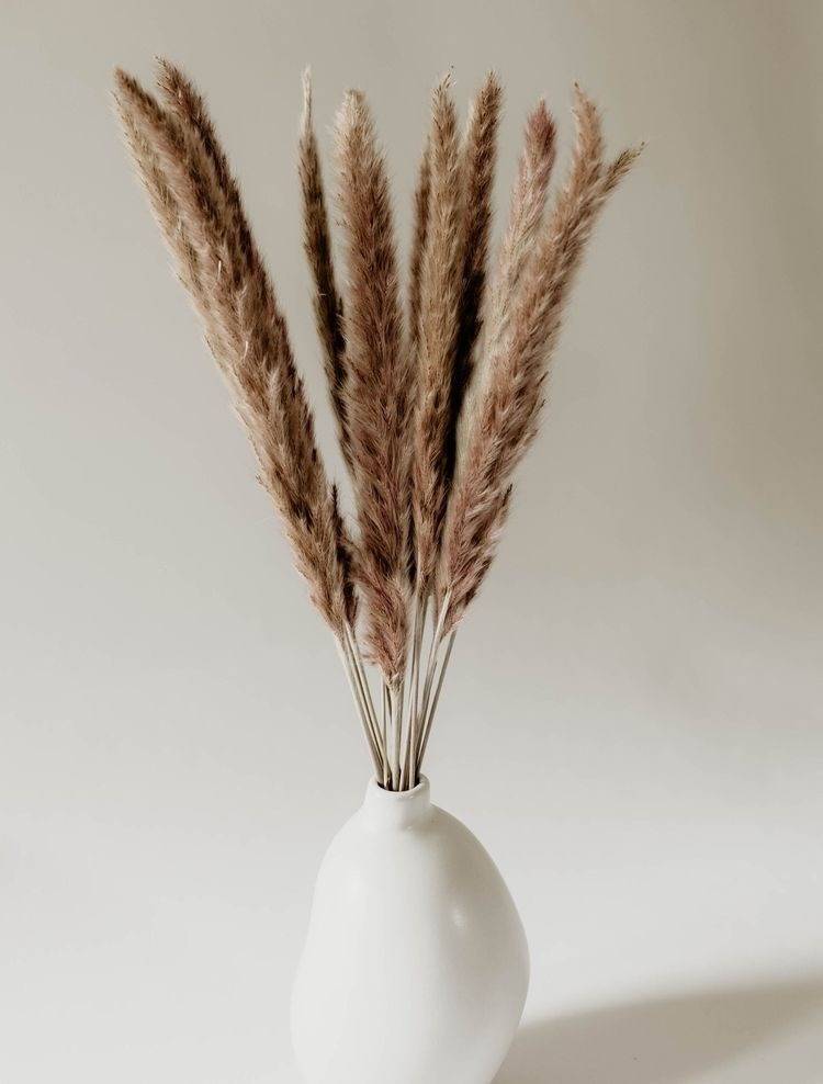 Mini Brown Pampas Grass Set of 10 | Dried flowers Pampas for Vase Decor