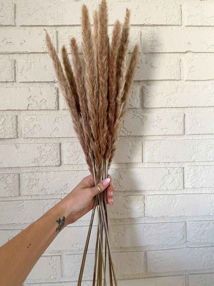 Mini Brown Pampas Grass Set of 10 | Dried flowers Pampas for Vase Decor