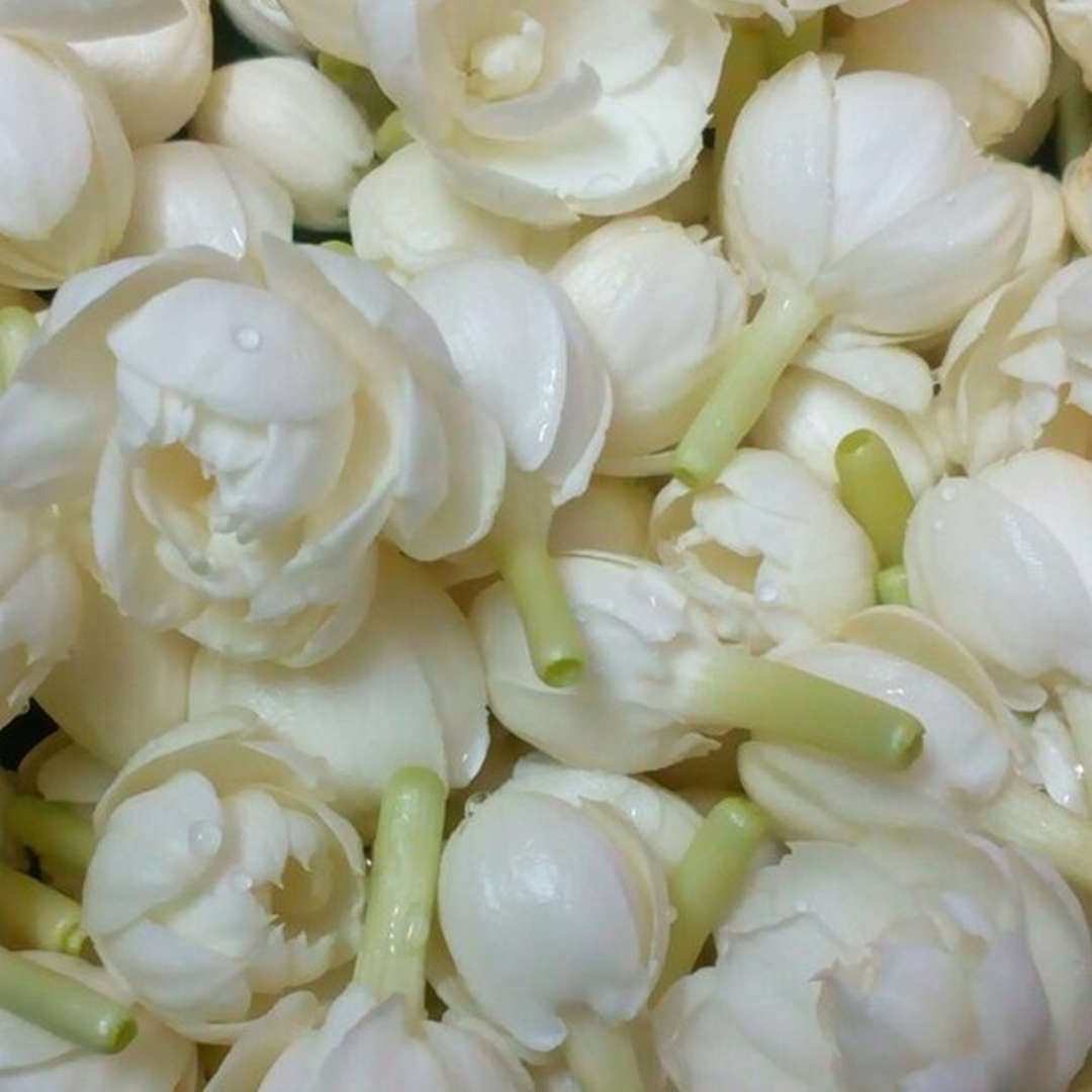 Orange Moon Night Bloom - Jasmine