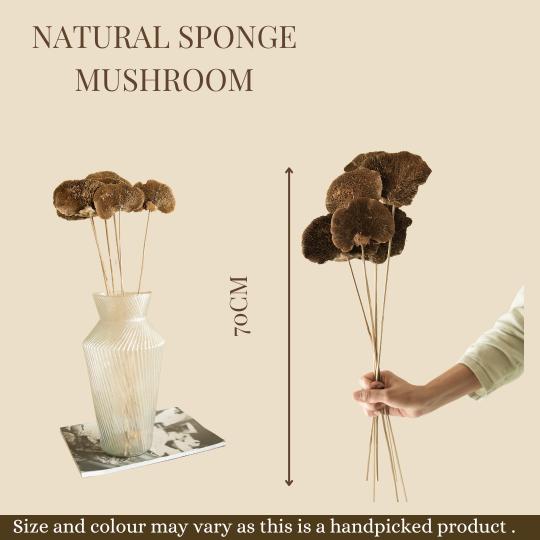 Natural Sponge Mushroom Dried Flower | Natural Home Décor