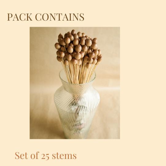 Oak Tree Seeds Dried Flowers Set of 25 | Natural Vase Filler Decor | Arte Casa