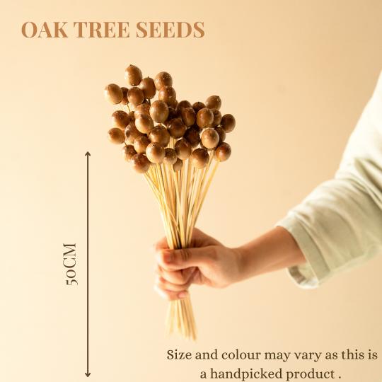 Oak Tree Seeds Dried Flowers Set of 25 | Natural Vase Filler Decor | Arte Casa