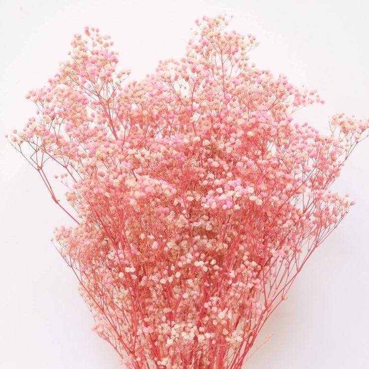 Pastel Pink Baby Breath Dried Flowers | Natural Decorative Dried Floral Bunch for Home Décor