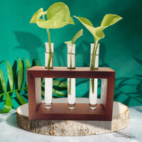 Bombay Greens Pinewood Test Tube Planter with Wooden Holder