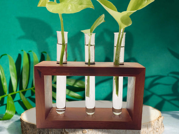 Bombay Greens Pinewood Test Tube Planter with Wooden Holder