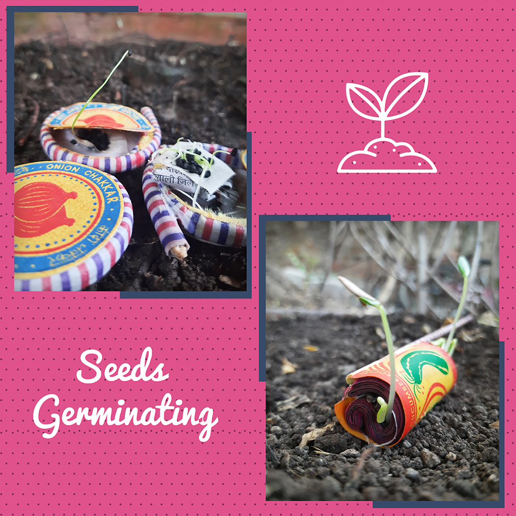 Bombay Greens 3 in 1 Hamper For Diwali - Plantable Seed Cracker