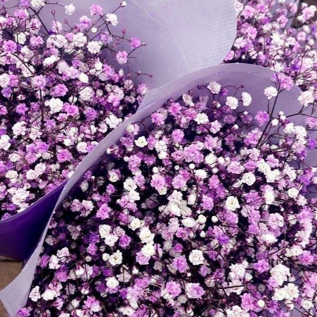 Purple Baby’s Breath | Dried Flowers (Gypsophila)