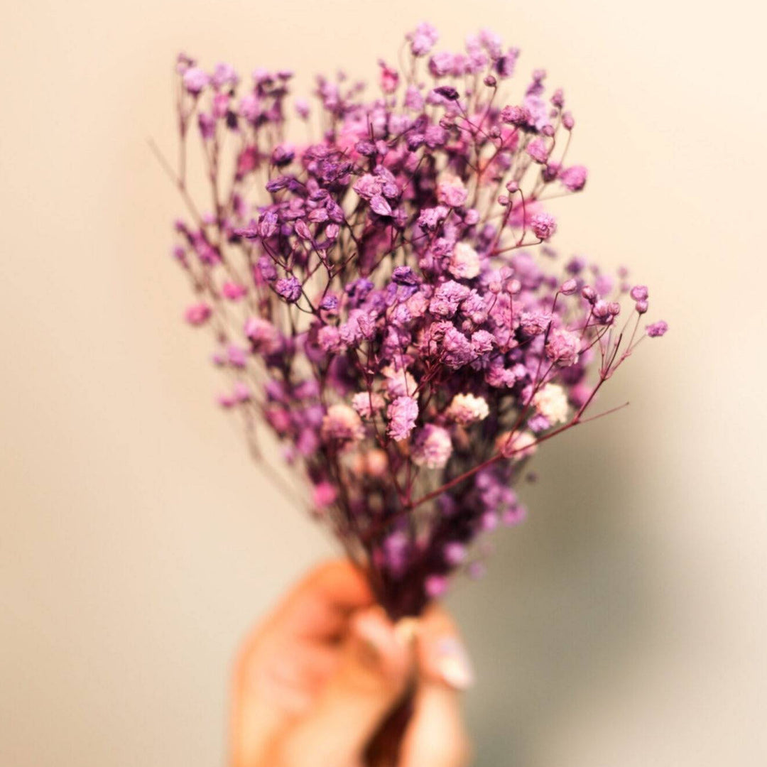 Purple Baby’s Breath | Dried Flowers (Gypsophila)