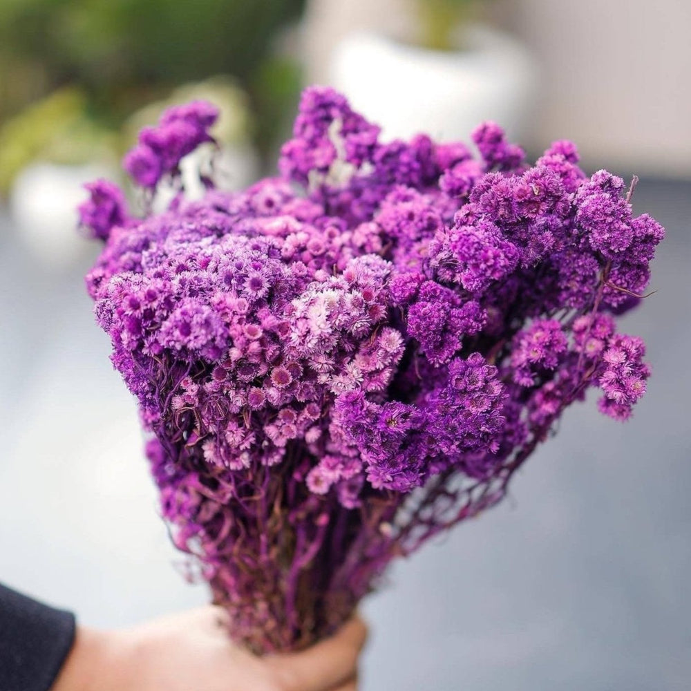 Artecasa Purple Daisies Dried Flowers for Vase | Natural Dried Floral Decor