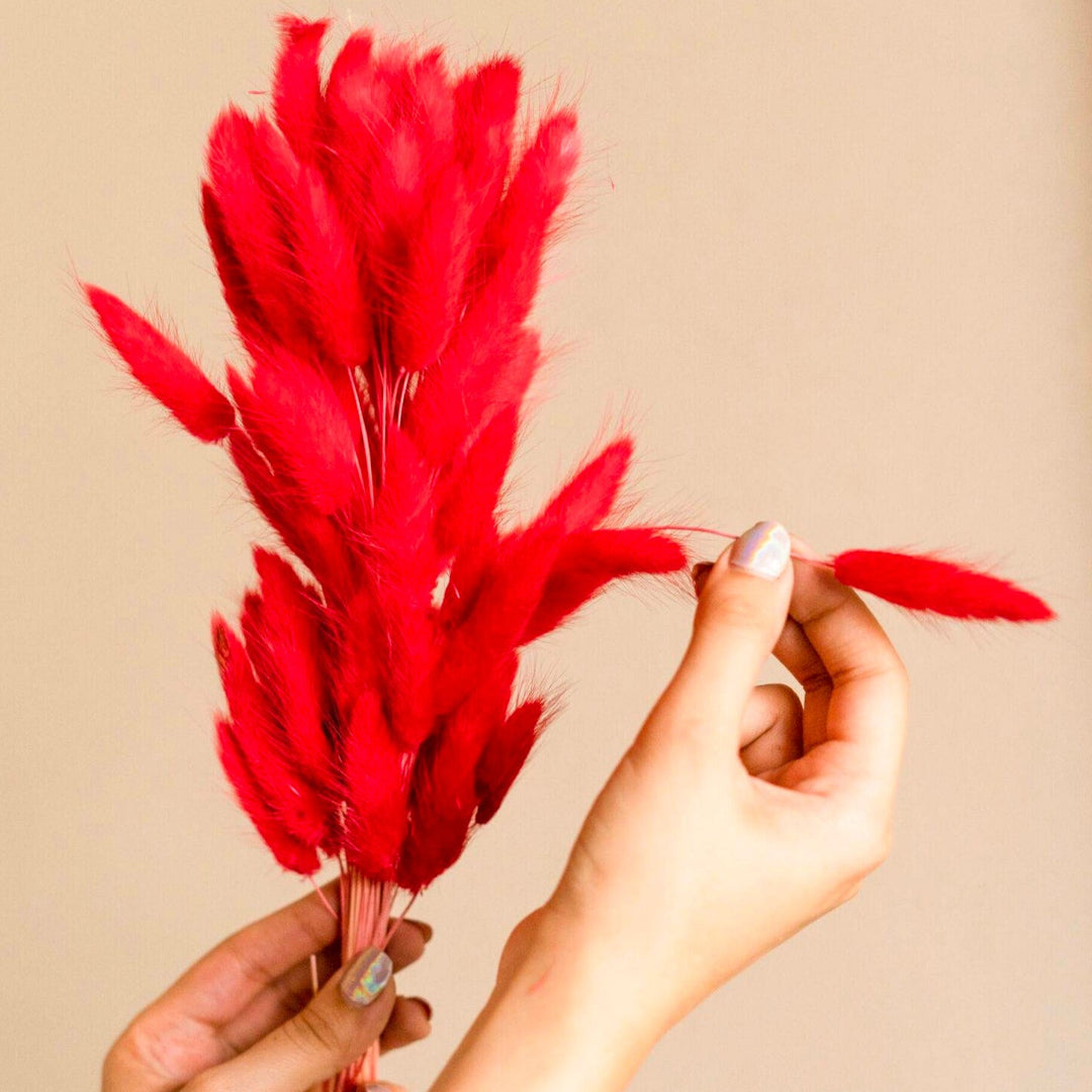 Red Bunny Tails Dried Flowers – Natural Decorative Floral Stems for Home Décor & Vase Styling (Pack of 50–60 Stems)