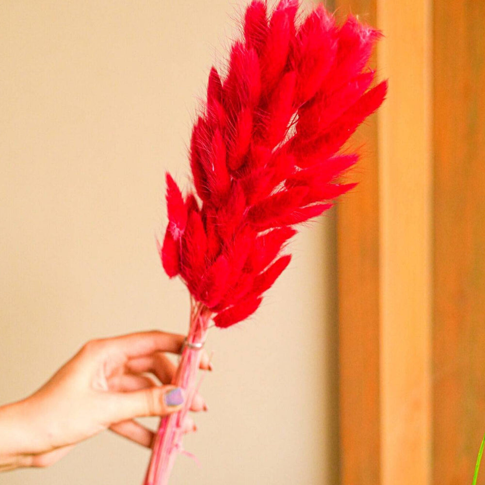 Artecasa Red Bunny Tails Dried Flowers – Natural Decorative Floral Stems for Home Décor & Vase Styling (Pack of 50–60 Stems)