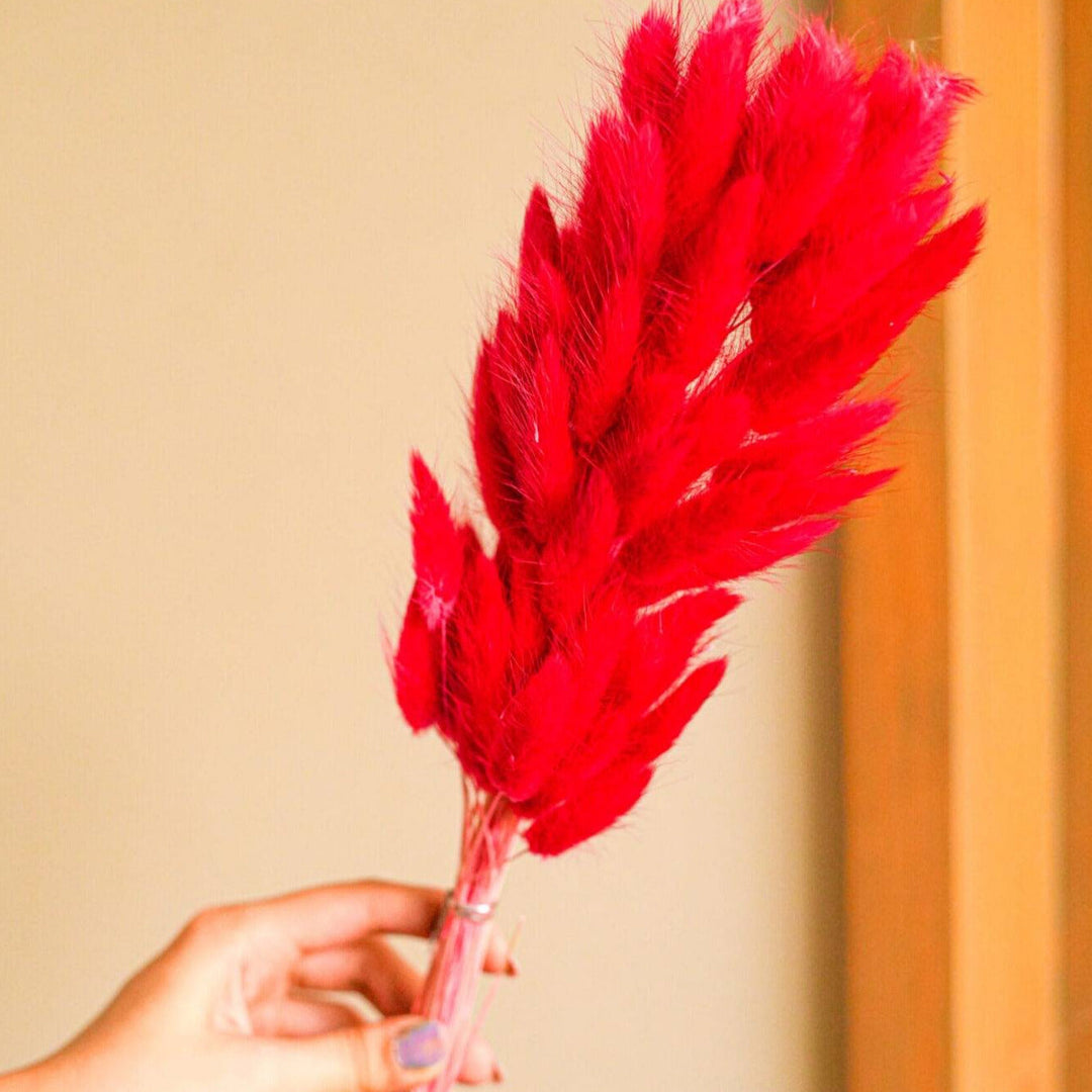 Red Bunny Tails Dried Flowers – Natural Decorative Floral Stems for Home Décor & Vase Styling (Pack of 50–60 Stems)
