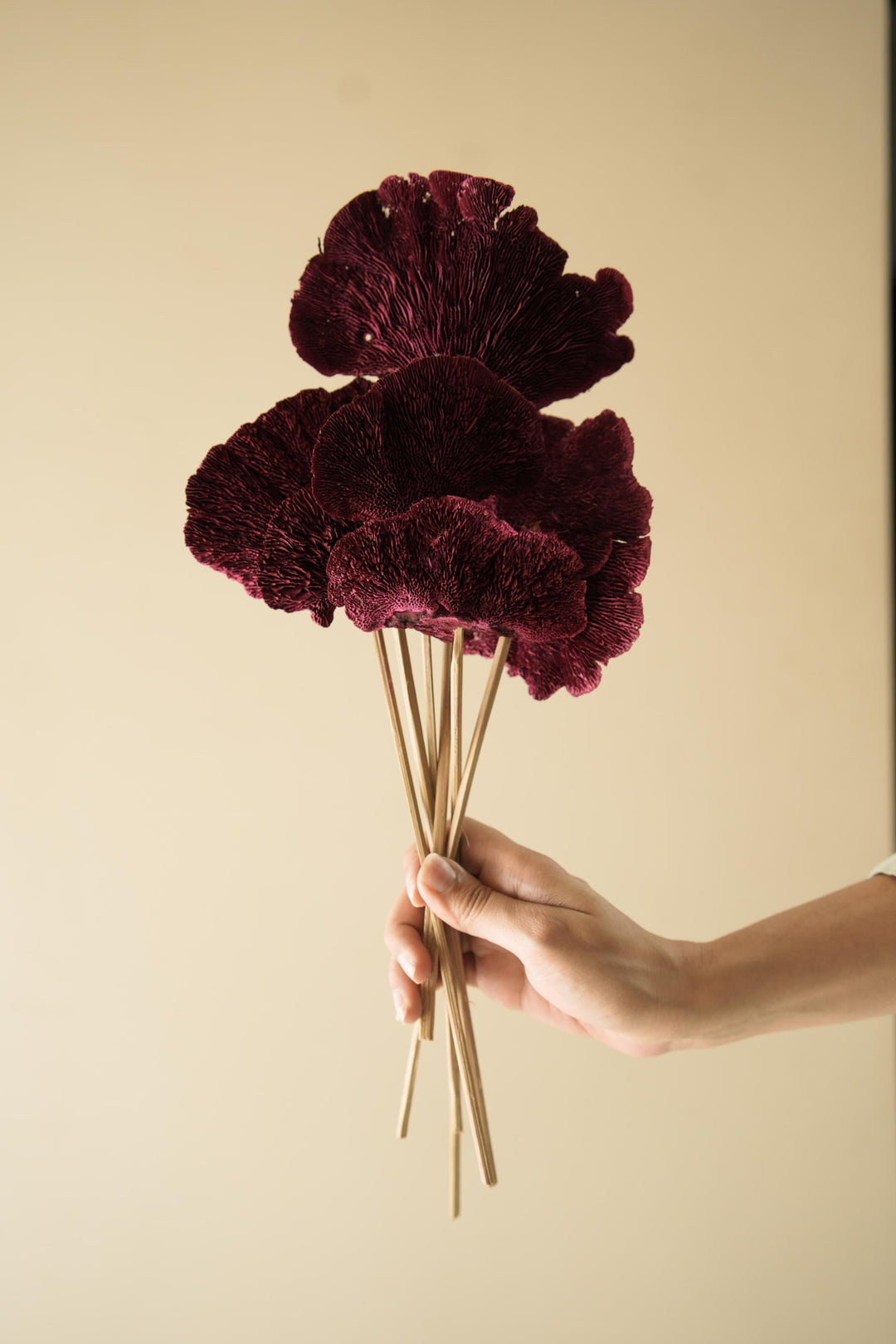 Red Sponge Mushroom Dried Flowers | Natural Long-Lasting Home Décor
