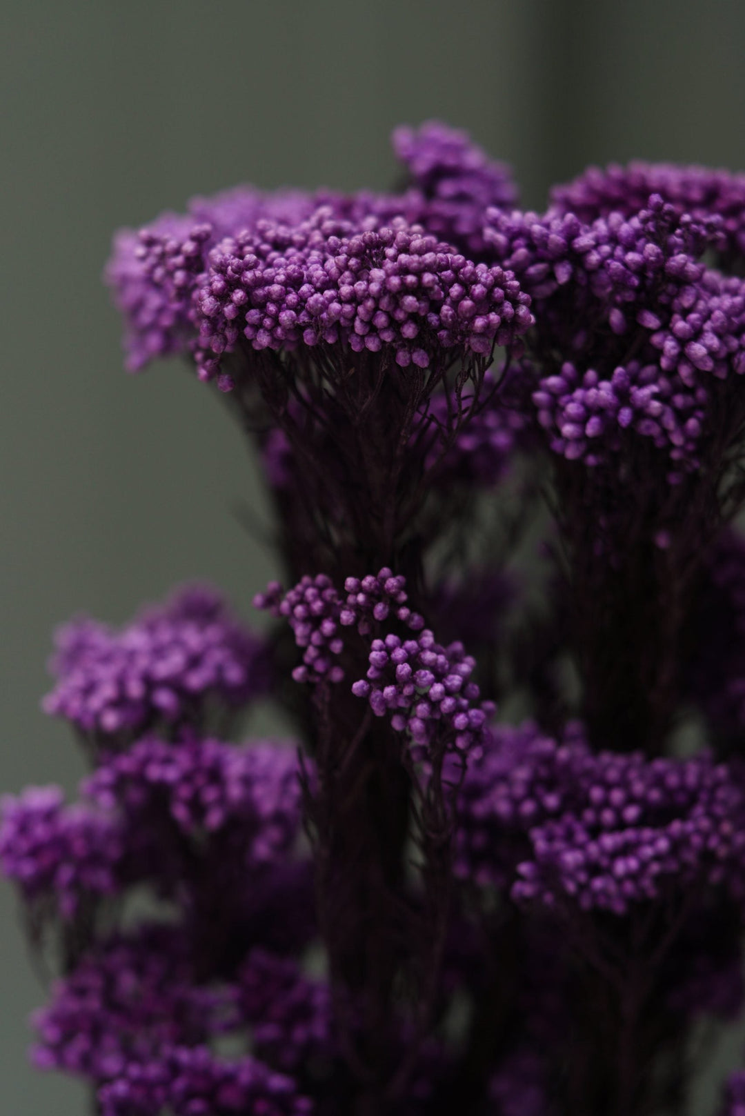 Purple Dried Rice Flower – Natural Forever Floral Décor | ArteCasa