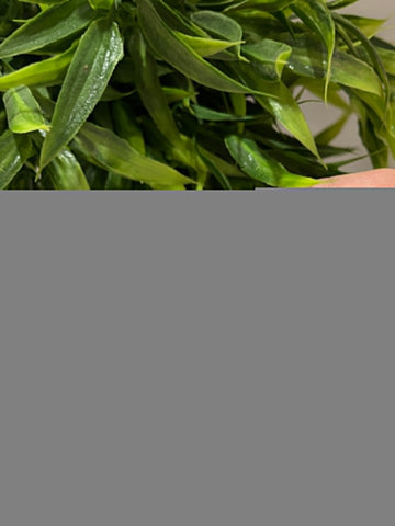 Skating Danglers Italian Finish Premium Silver Ear Ring