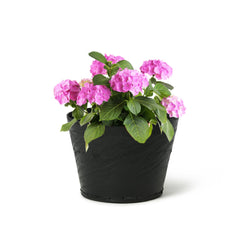 De'Dzines Small pots