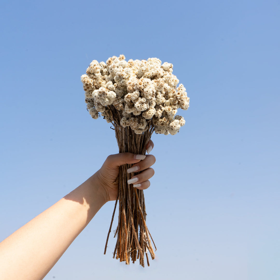 Muun Home Natural Dried Daisy Flower Bunch