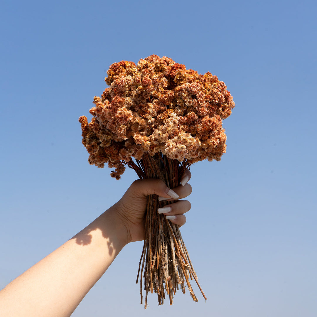 Muun Home Natural Dried Daisy Flower Bunch