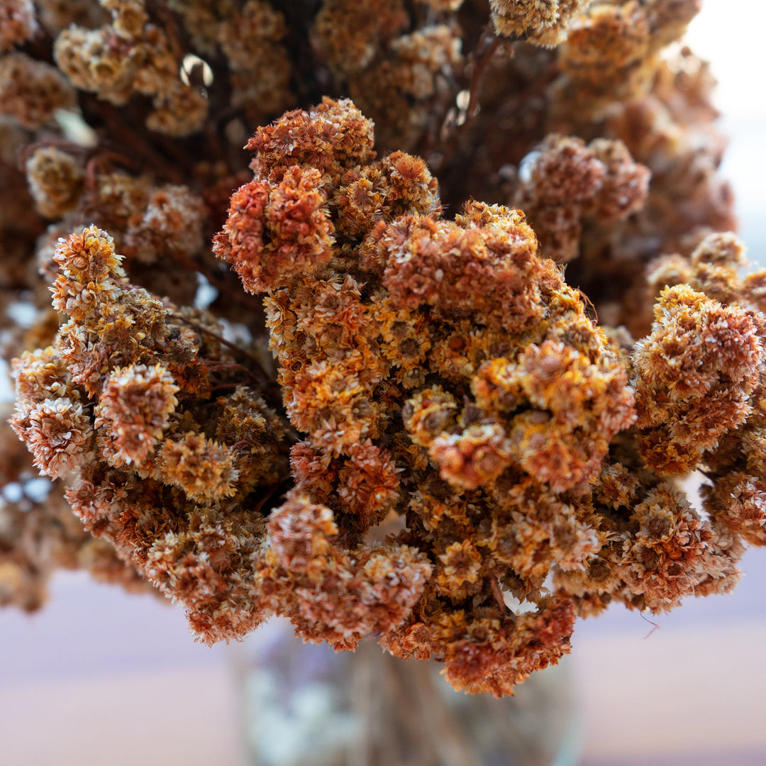 Muun Home Natural Dried Daisy Flower Bunch